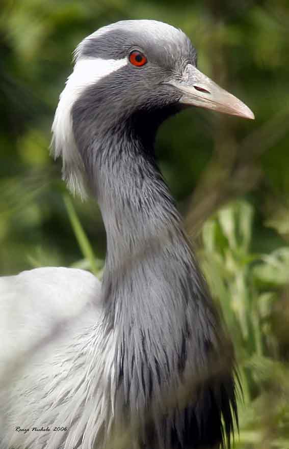 Damigella di Numidia - Anthropoides virgo